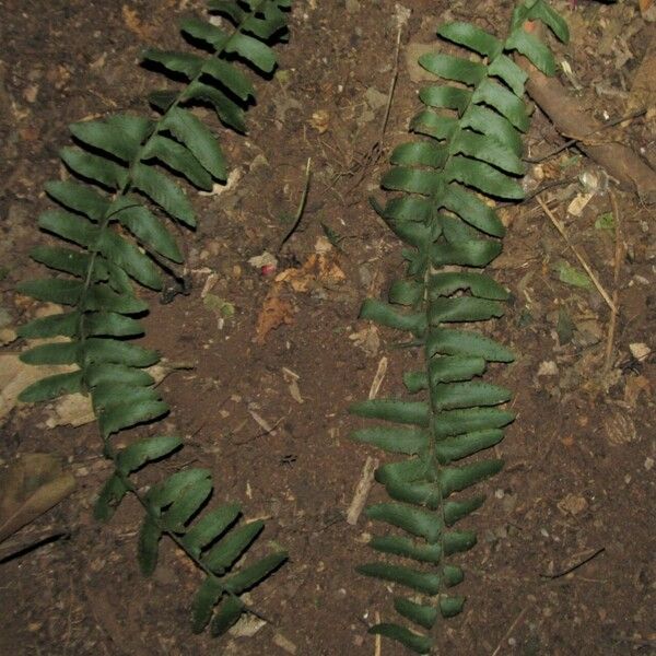 Arthropteris palisotii Folha