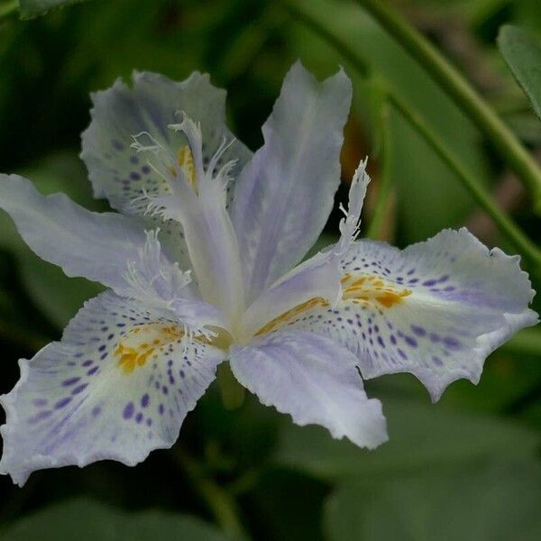 Iris japonica Λουλούδι