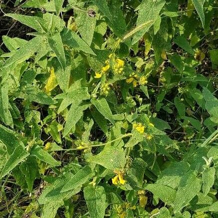 Phlomis viscosa Blomma