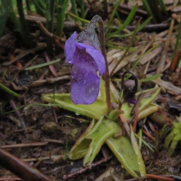 Pinguicula vulgaris Kvet