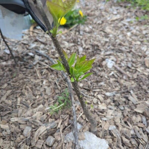 Catalpa ovata خشب