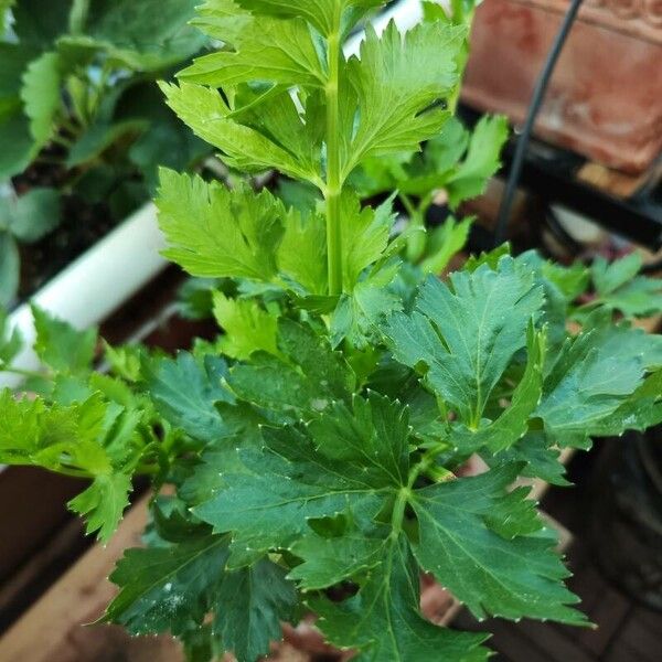 Apium graveolens Leaf