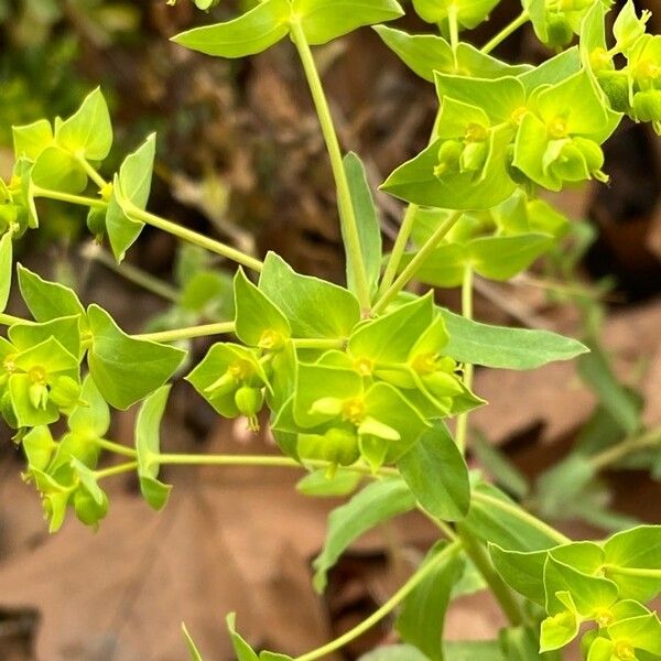 Euphorbia taurinensis Kwiat