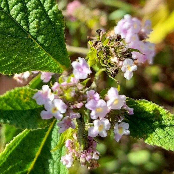 Lantana trifolia Blomst