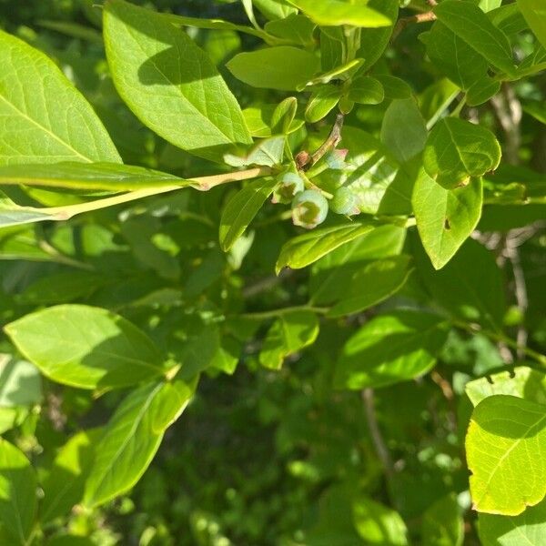 Vaccinium angustifolium Frukt