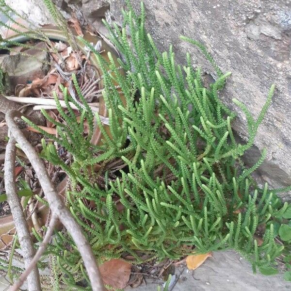 Crassula muscosa Leaf