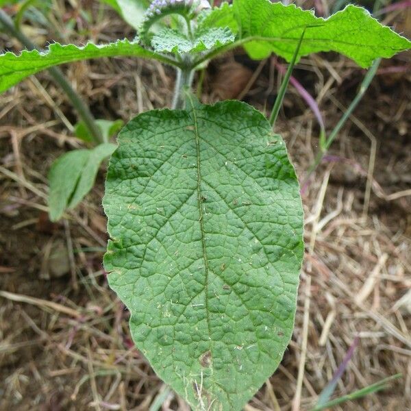 Heliotropium indicum ഇല