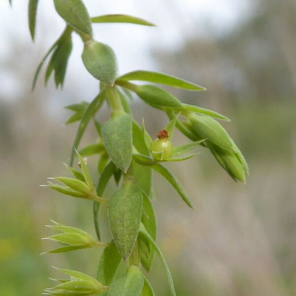 Lysimachia linum-stellatum Bark