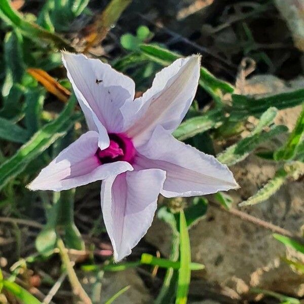 Ipomoea mombassana Blomma