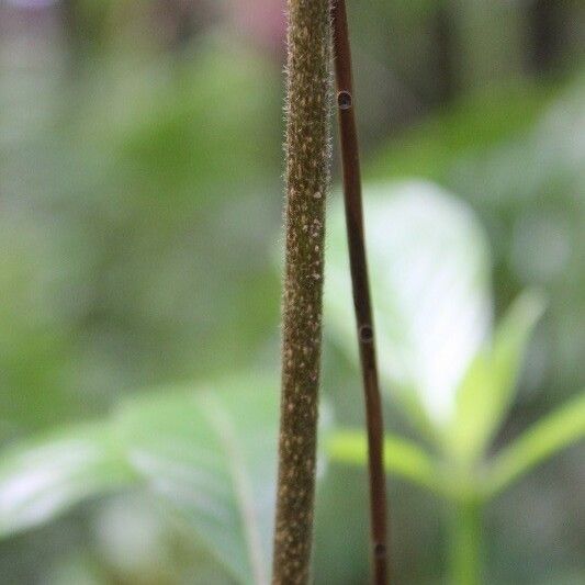 Antirhea borbonica Bark