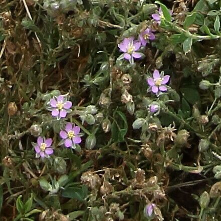 Spergularia rubra ᱵᱟᱦᱟ