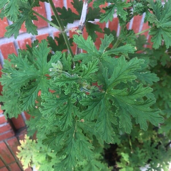 Pelargonium × asperum ഇല