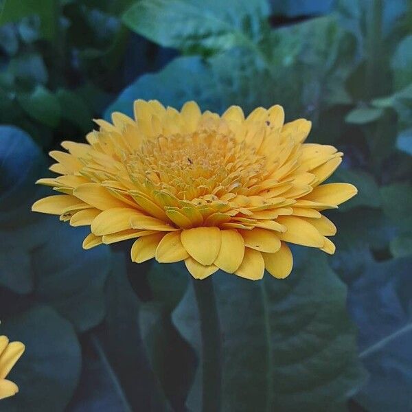 Gerbera jamesonii Flower