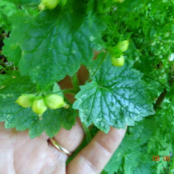 Scrophularia vernalis Folla