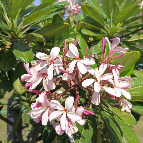 Plumeria obtusa 花