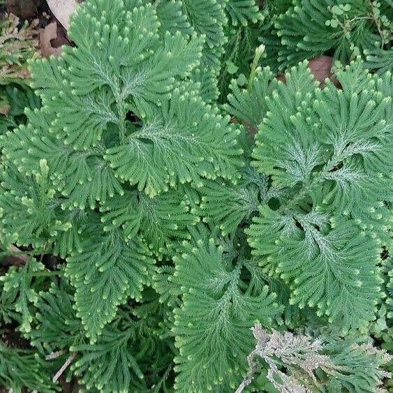 Selaginella tamariscina Leaf