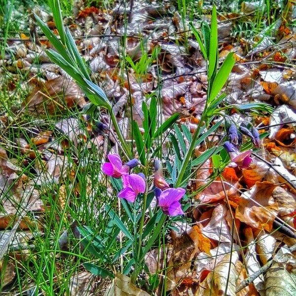 Lathyrus linifolius Habitatea