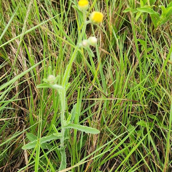 Nidorella aegyptiaca Virág