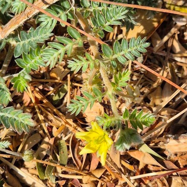 Tribulus terrestris Květ