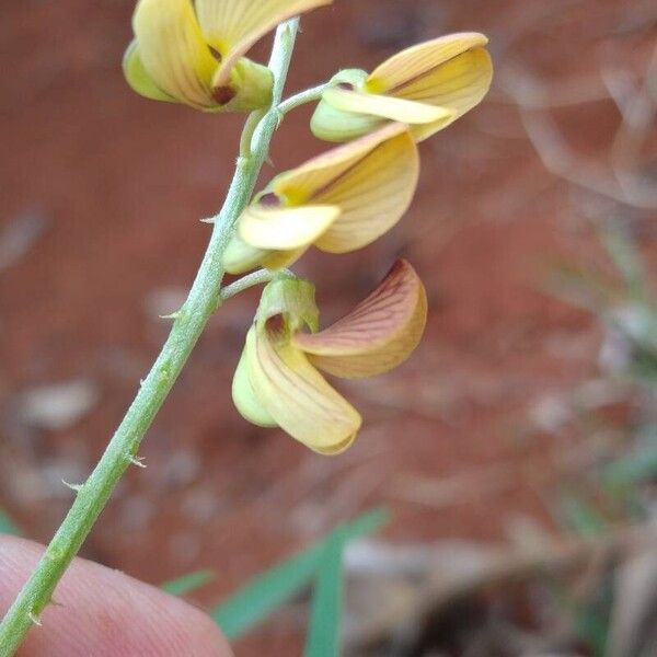 Crotalaria lanceolata फूल