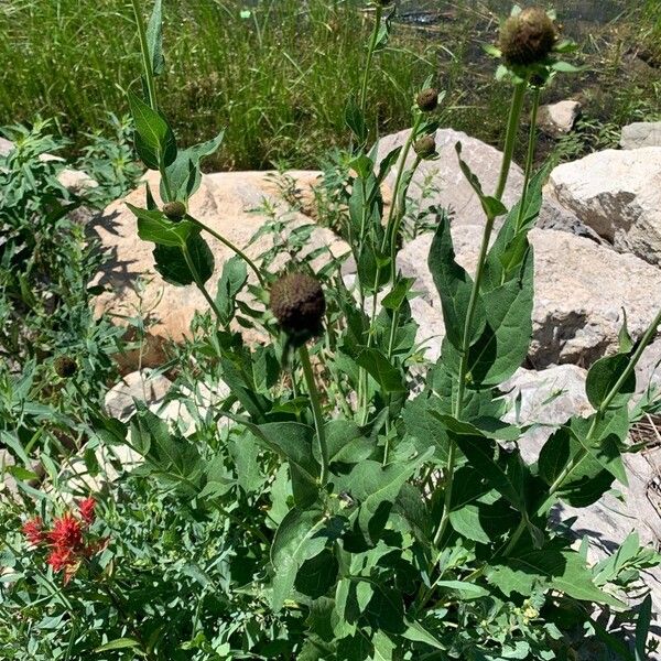 Rudbeckia occidentalis Flors