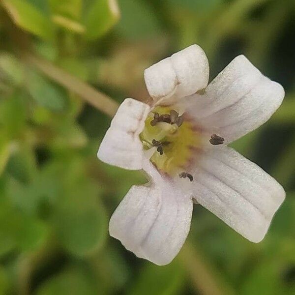 Bacopa monnieri Flower