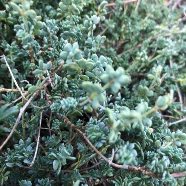 Coronilla minima Folla