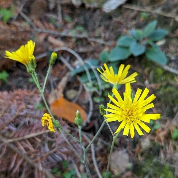 Hieracium glaucinum Flower