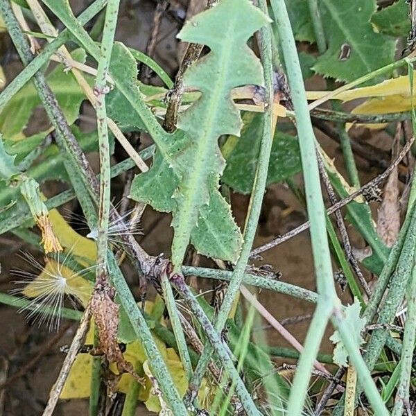 Launaea nudicaulis Leaf