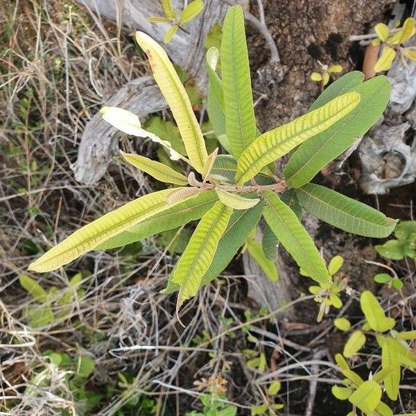 Ozoroa insignis Blad