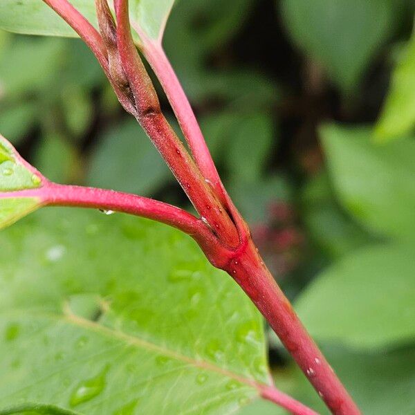 Cornus sericea Bark