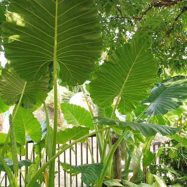 Alocasia macrorrhizos Blad