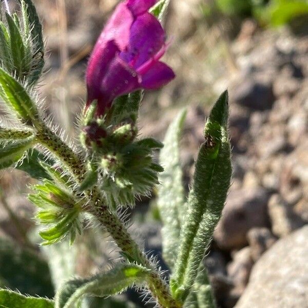 Echium sabulicola Tervik taim