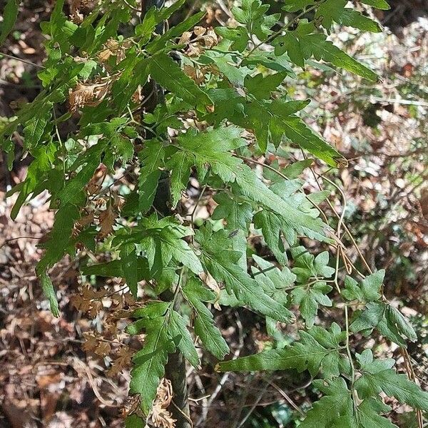 Lygodium japonicum 葉