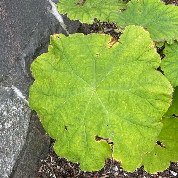 Astilboides tabularis Leaf