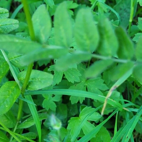 Vicia sepium Feuille