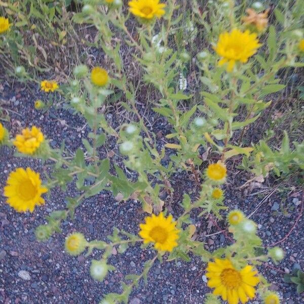 Grindelia squarrosa Flower