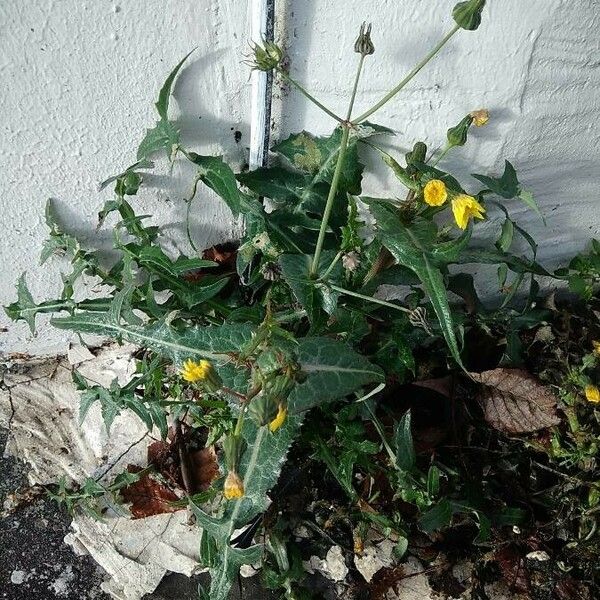 Sonchus oleraceus Leaf