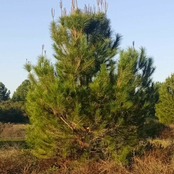 Pinus pinaster Hostoa