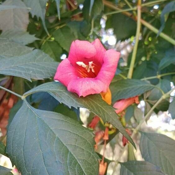 Campsis radicans Fiore