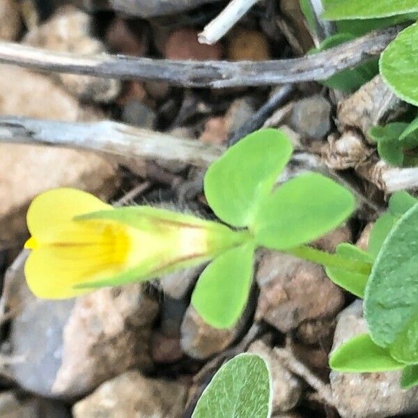 Lotus edulis Blomst