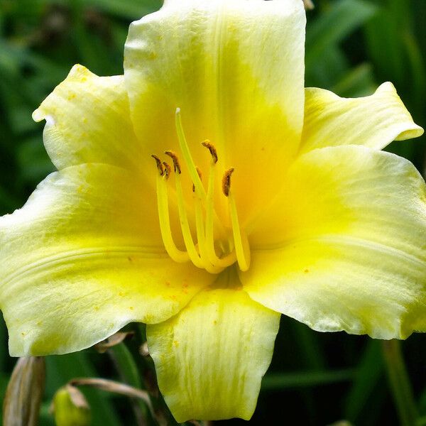 Hemerocallis lilioasphodelus Žiedas