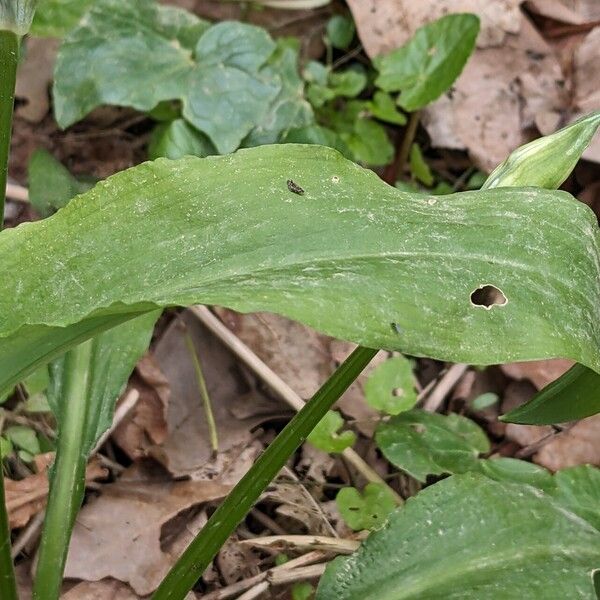 Allium ursinum পাতা