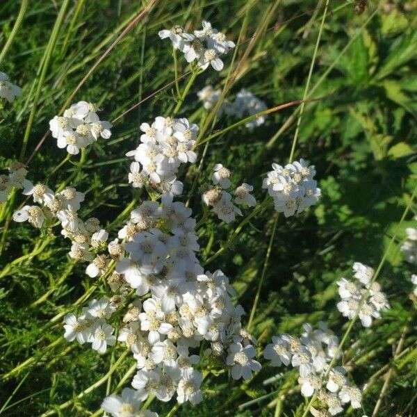 Achillea erba-rotta Квітка