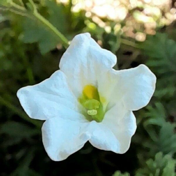 Bouchetia anomala Flor