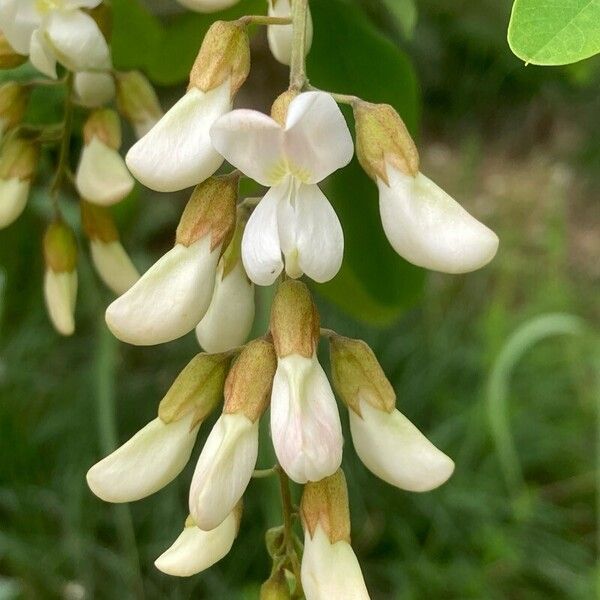 Robinia viscosa Flower