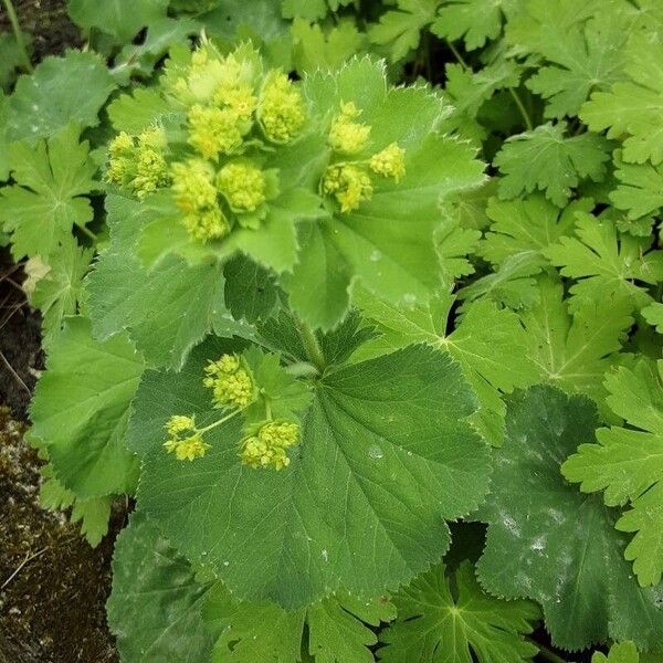 Alchemilla xanthochlora Flower