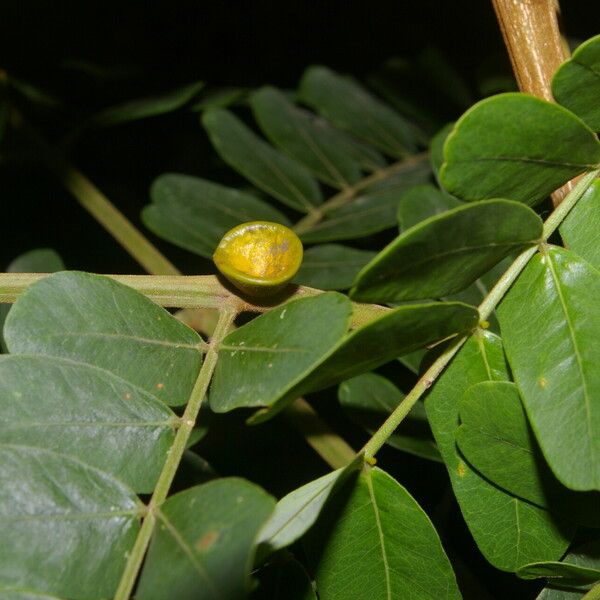 Abarema macradenia Fruit