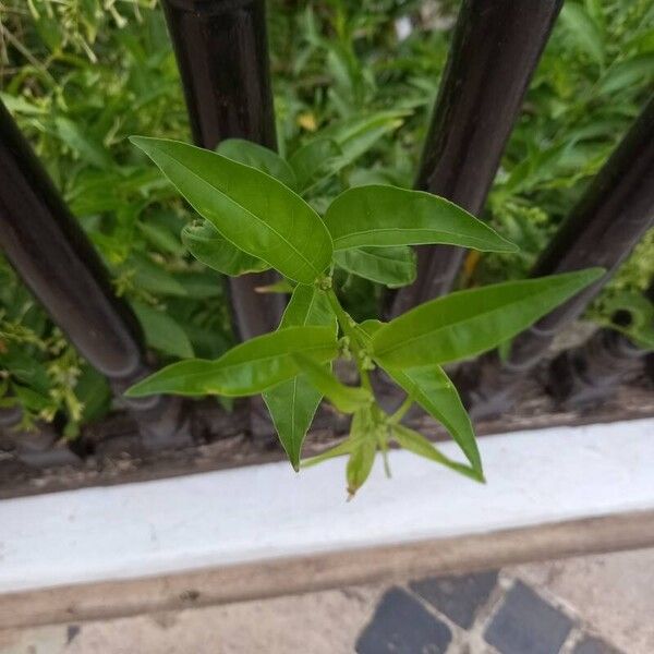 Cestrum nocturnum Blad