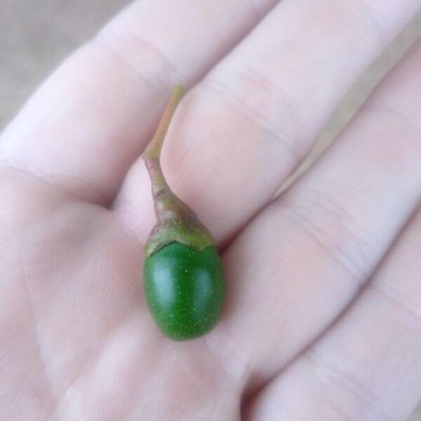 Nectandra megapotamica ഫലം